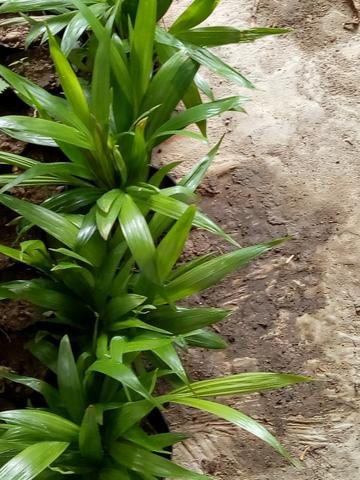 Plantas e flores - Foto 5