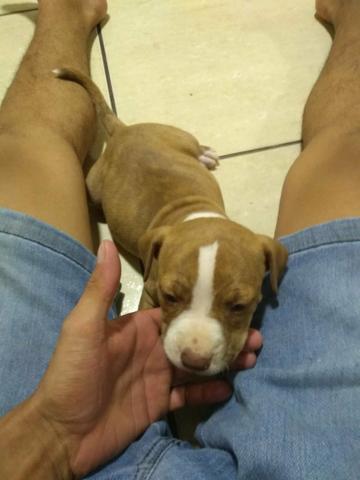 Vende-se Filhotes de Pitt Bull - Foto 2