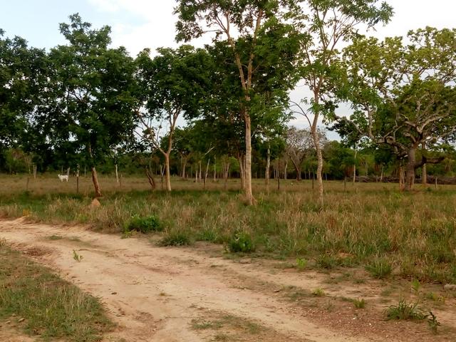 Vende-se uma chácara em Poconé, 50 hectares - Foto 5