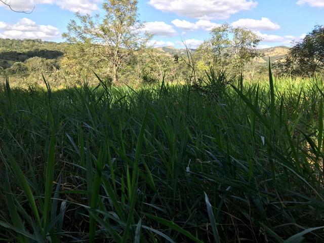 Chácara em Senador Canedo, 21 alqueires, 25 km de Goiânia _ saída para Bonfinopólis - Foto 6