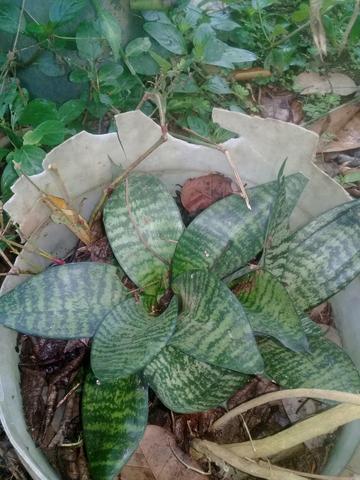 Mudas de plantas