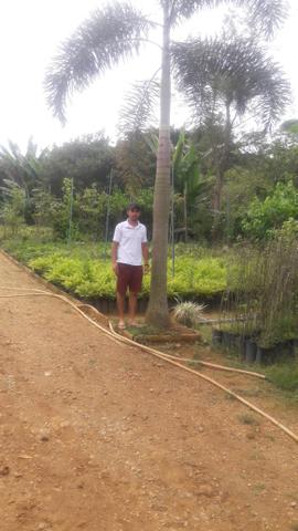 Ornamental ,frutiferas e reflorestamento - Foto 5