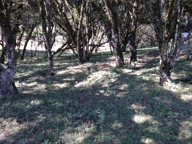 Chácara de 4.300m2 em Bocaiuva do Sul - Foto 3