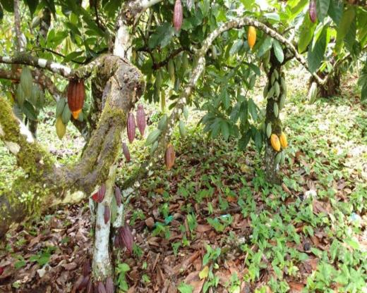 Fazenda sempre alegre a 20km de ilhéus - Foto 6