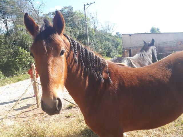 Cavalo