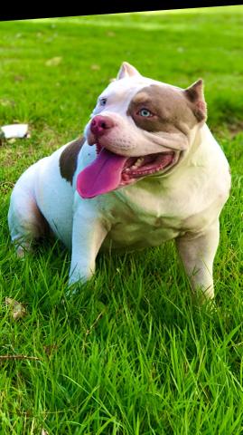 American Bully tri lilac - aberto a cobertura