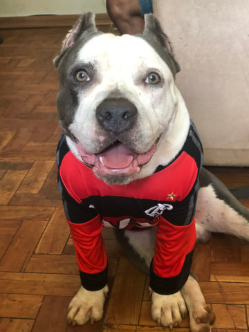 Amstaff disponível para cobertura - Foto 5