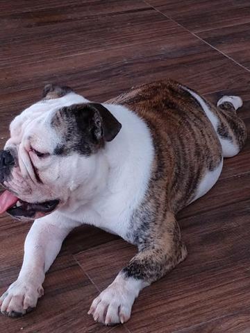 Bulldog 1 ano de idade Femea - Foto 2