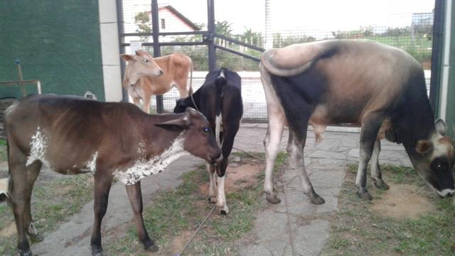 Touro puro Jersey - Foto 2