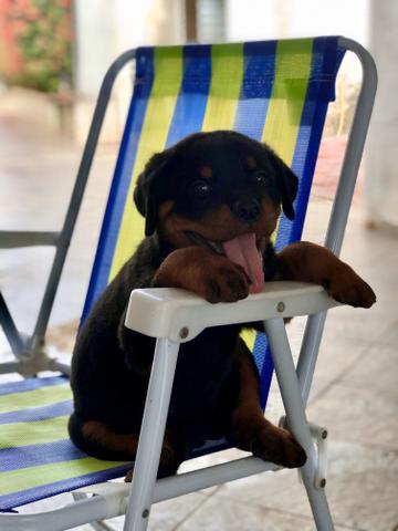 Rottweiler - Foto 2