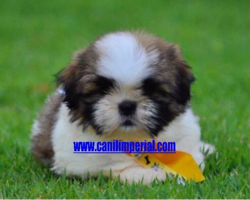 Shih Tzu Filhotes Excelentes Padrão da Raça Documentados gratuitamente - Foto 5