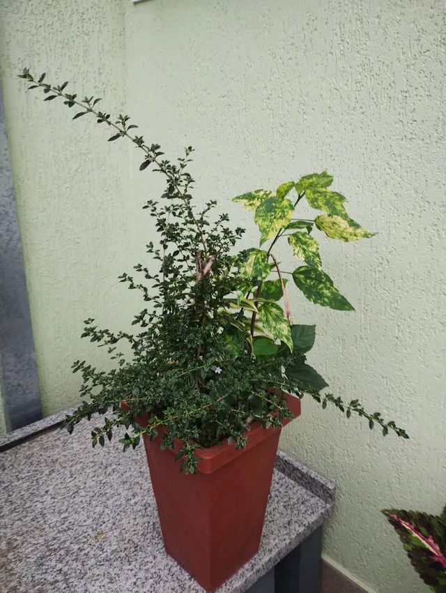 Planta 