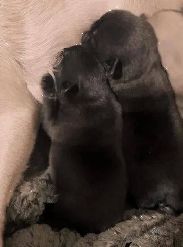 Pug macho preto 