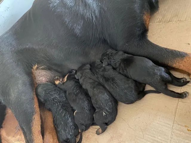 Filhotes de Rottweiler com pedigree disponíveis  - Foto 5