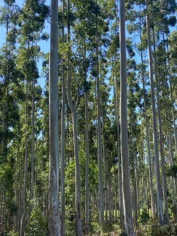 Florestas de eucalipto 