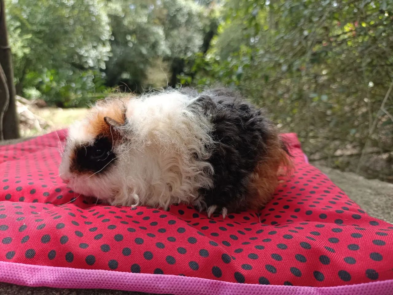 Porquinho da índia  - Foto 2