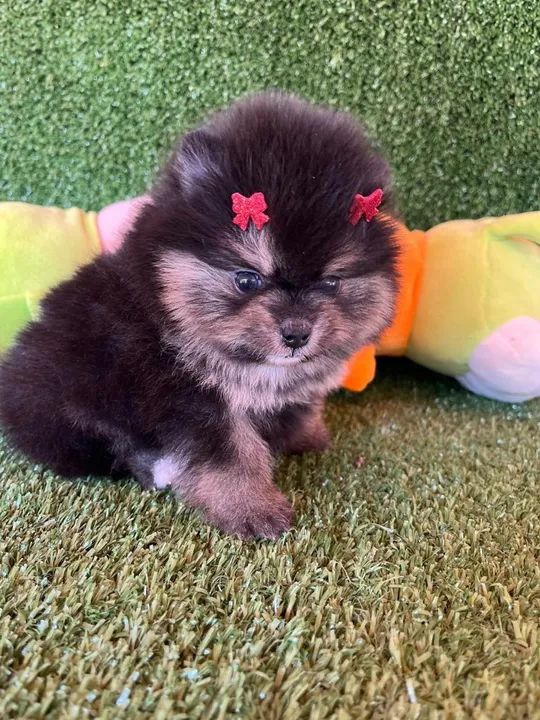 Filhote de Pomerania - Lulu Fêmea - Foto 2