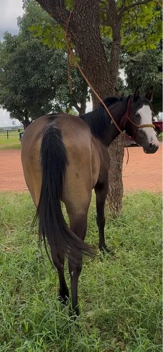 POTRA QUARTO DE MILHA - Foto 3