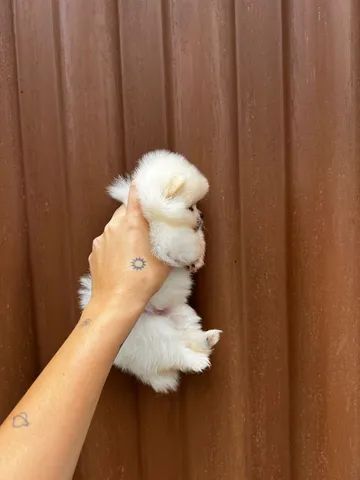 Lulu  - Foto 3