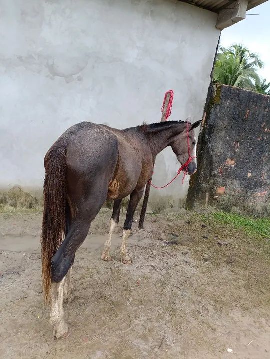 Cavalo Dócil  - Foto 3