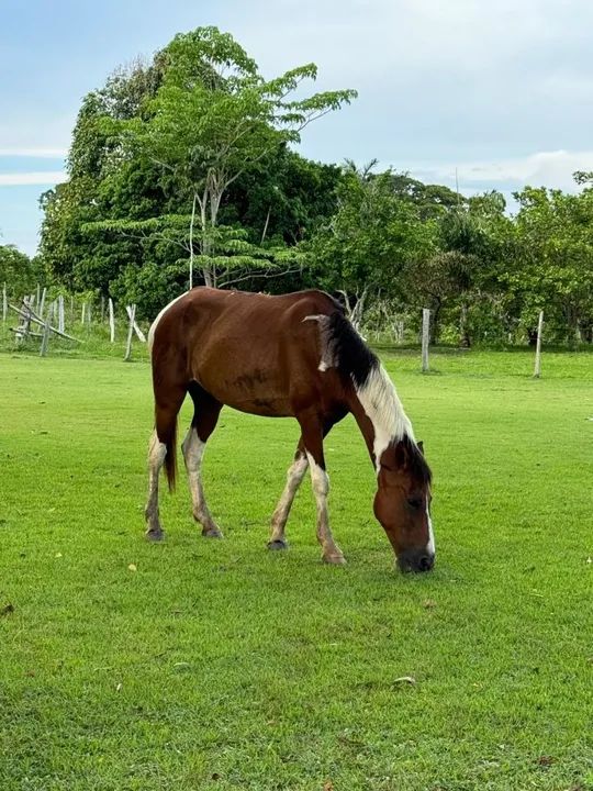 Cavalo para venda .Aceito proposta . - Foto 2