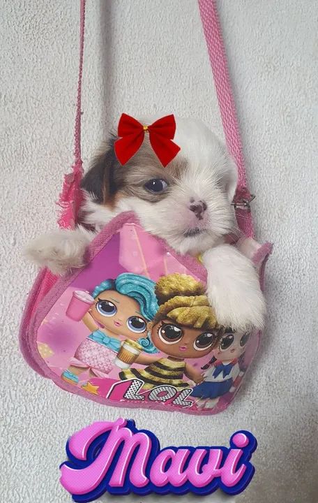 Linda menina de shituz micro 