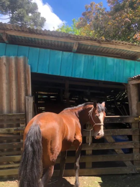 CAVALO CRIOULO OLHO AZUL - Foto 3