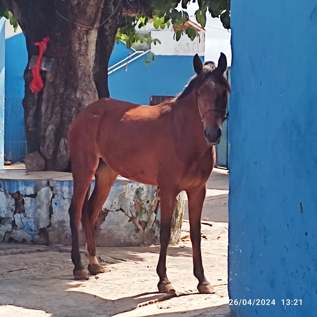 Égua castanha de marcha picada - Cavalos e acessórios - Centro, Lauro de  Freitas 1320407144 | OLX