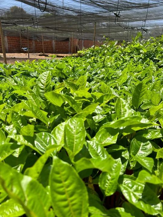 Mudas frutíferas  - Foto 6