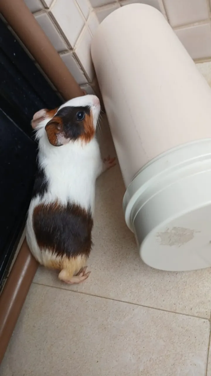 Porquinho da índia fêmea 3 meses