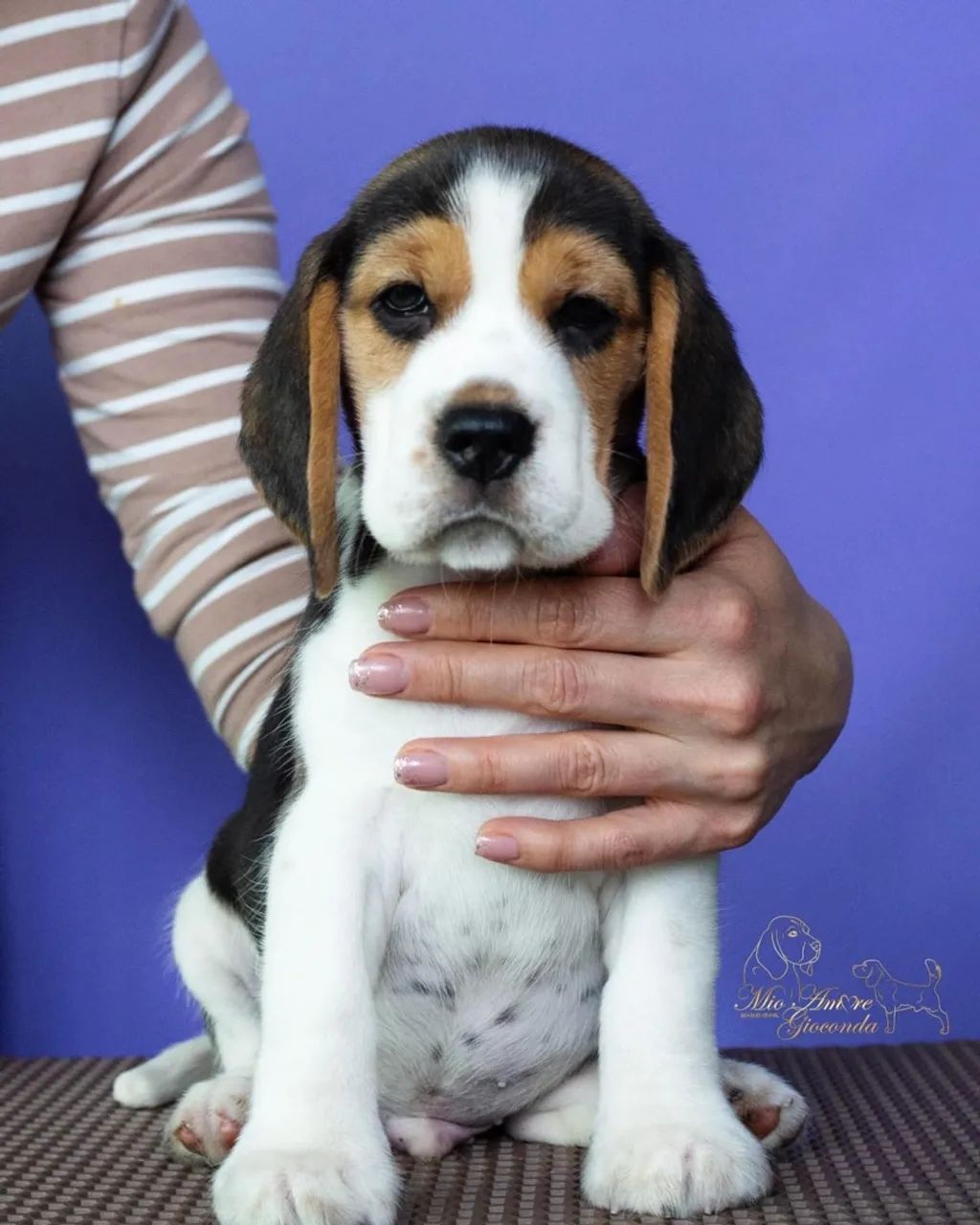 Beagle filhotes tricolor  - Foto 3