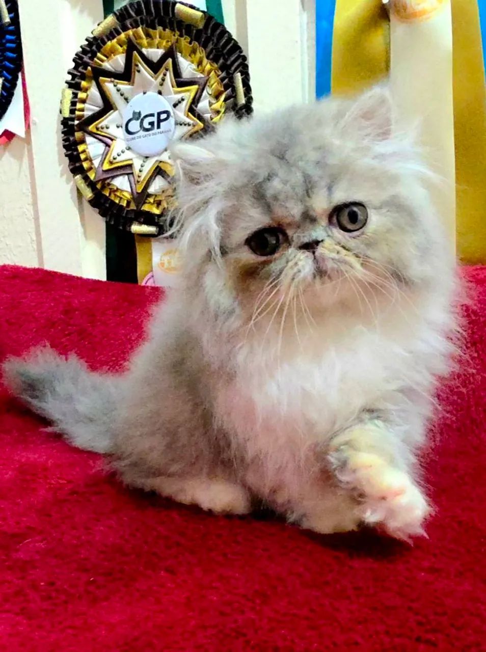 Filhote de gato persa