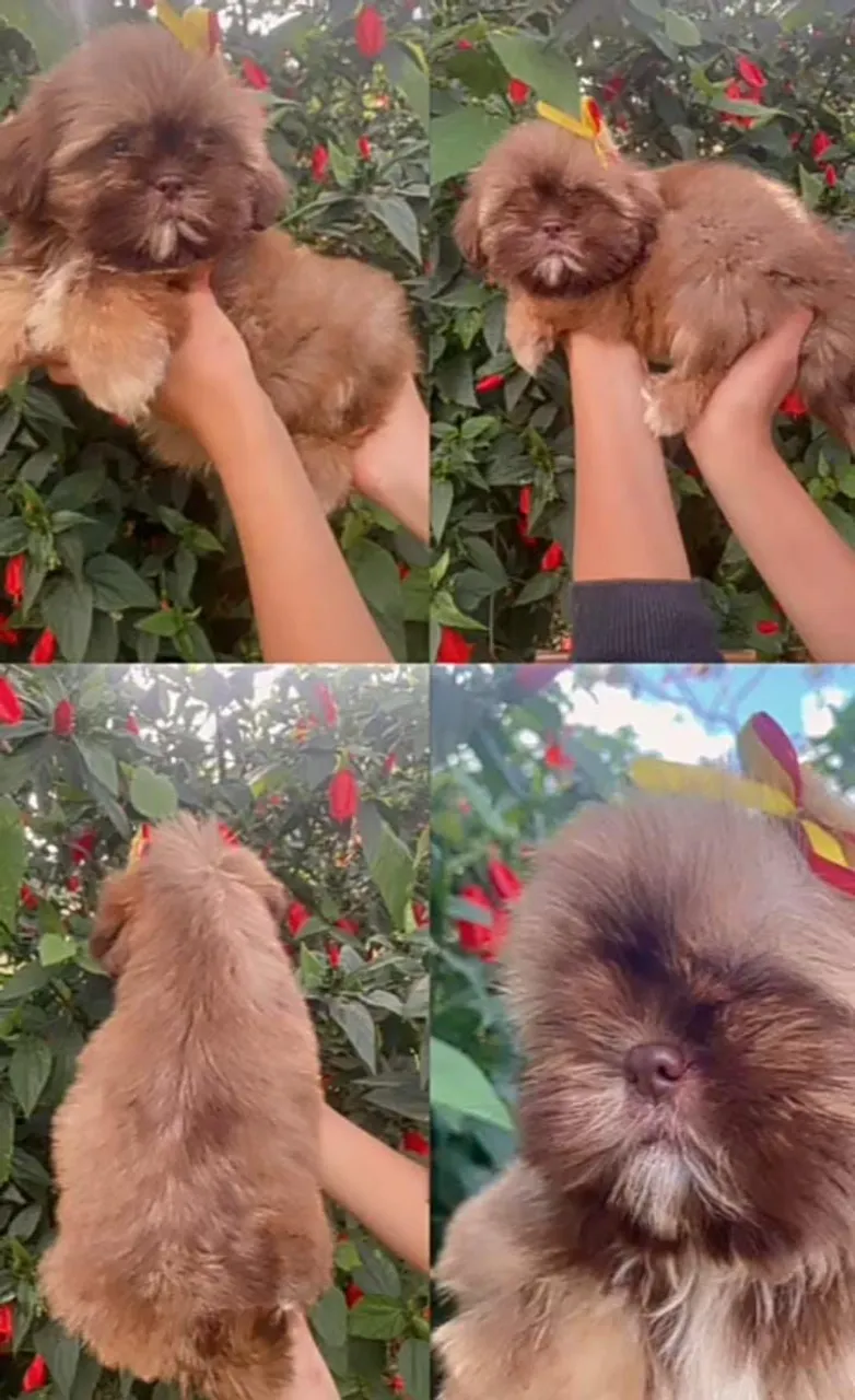 Shih Tzu