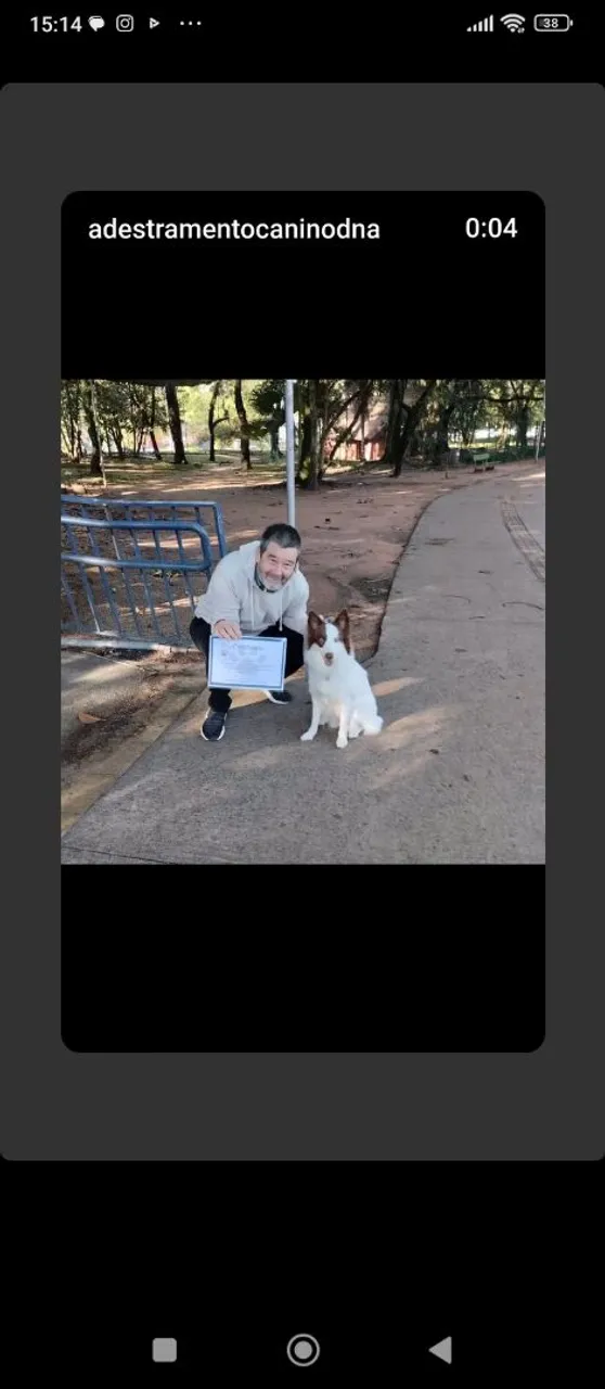Adestramento canino