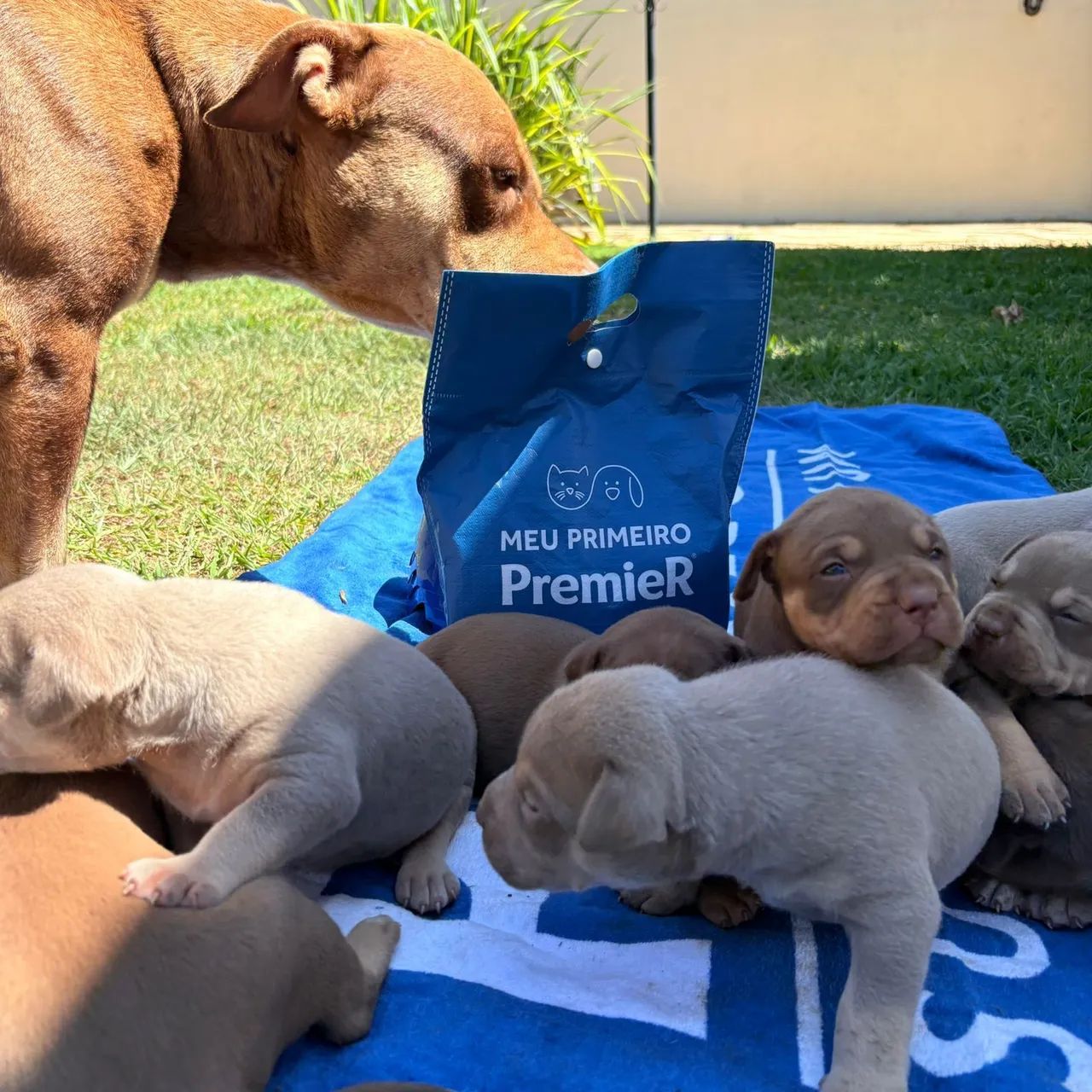 Pit Monster pedigree IBC sangue importado Cachorros Jardim