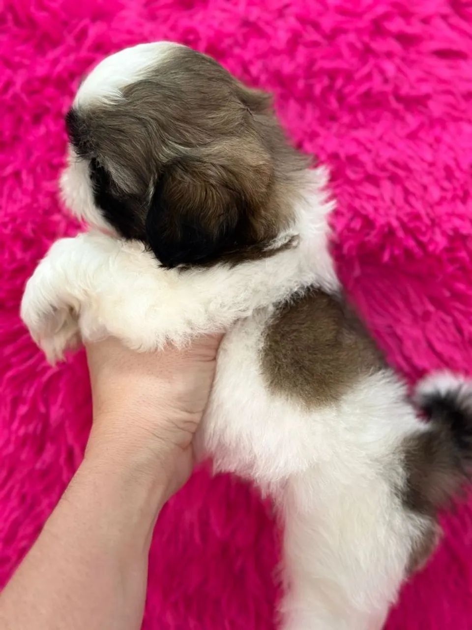 Shih Tzu.  Uma bela menina tricolor disponivel - Foto 3