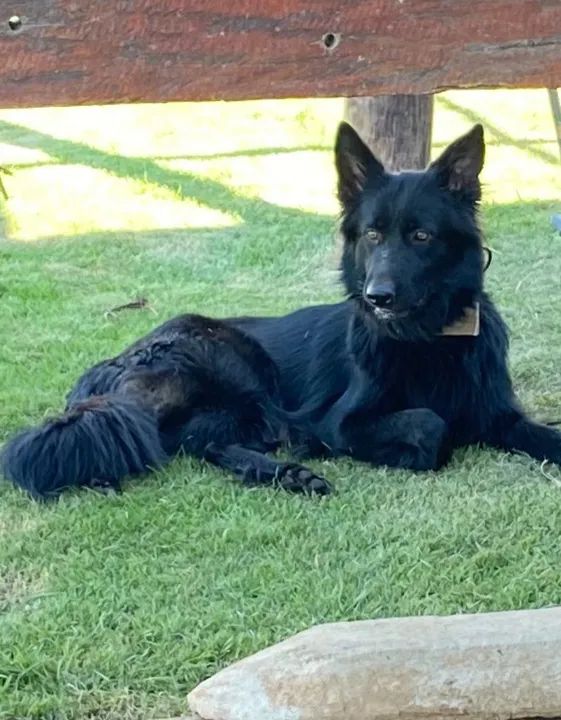 Pastor alemão  - Foto 3