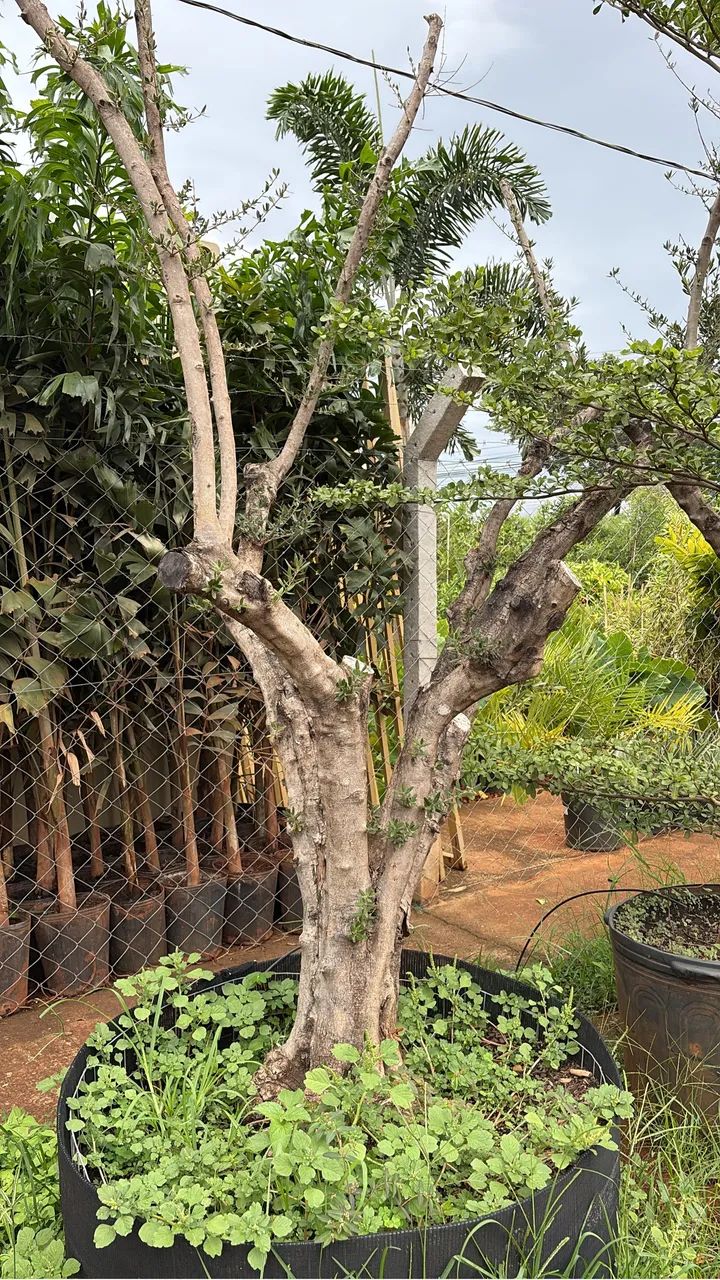 Muda de Oliveira 30 anos 