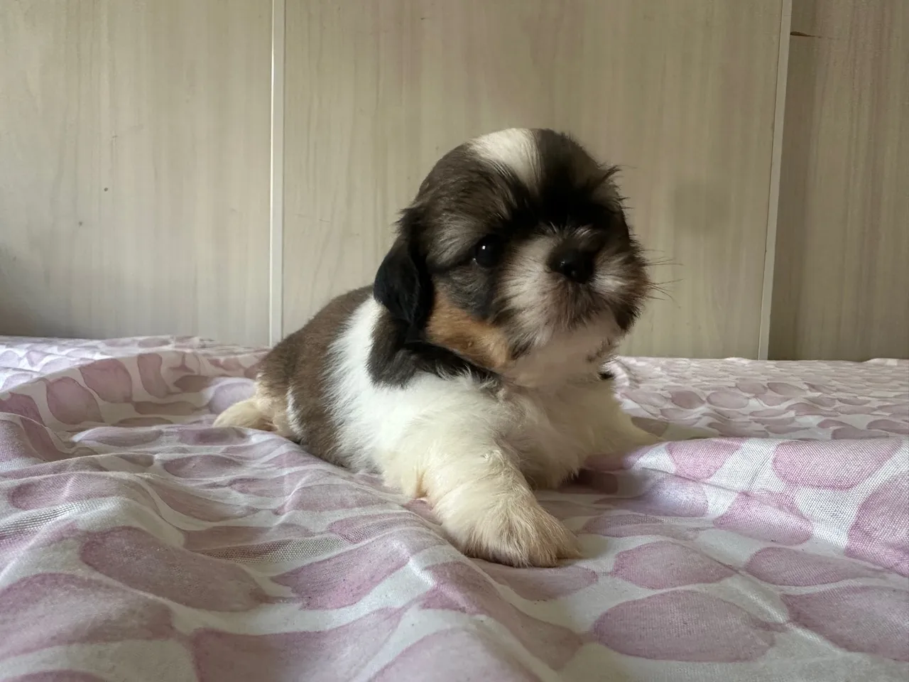 Filhotes de Shih Tzu disponíveis