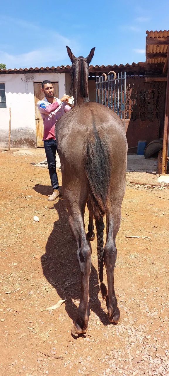 Égua marcha picada - Foto 3