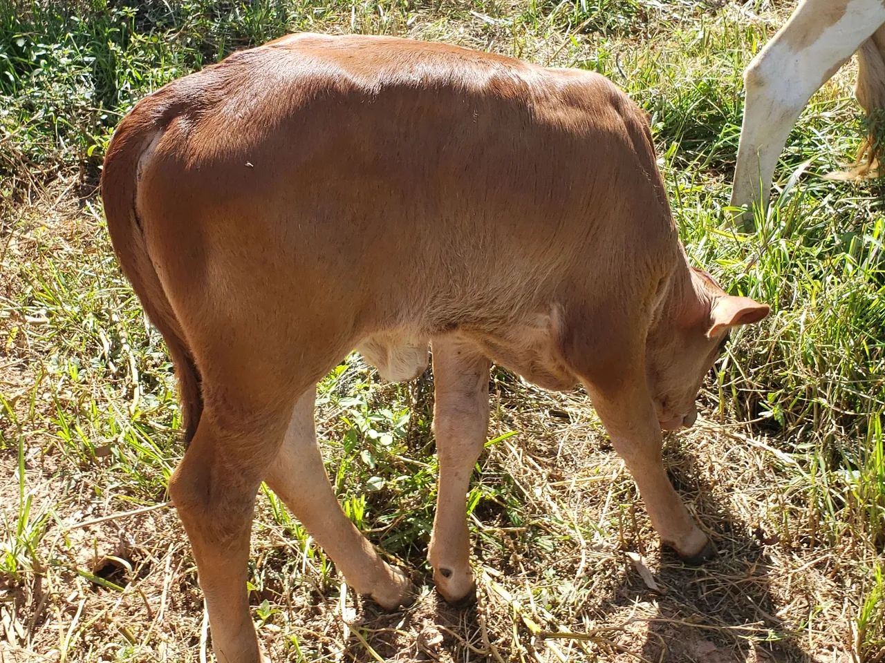 Linda Gersolanda c/ bezerra ao pé - Foto 4