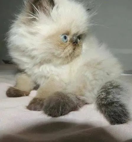 Persa excelente Padrão - Foto 2