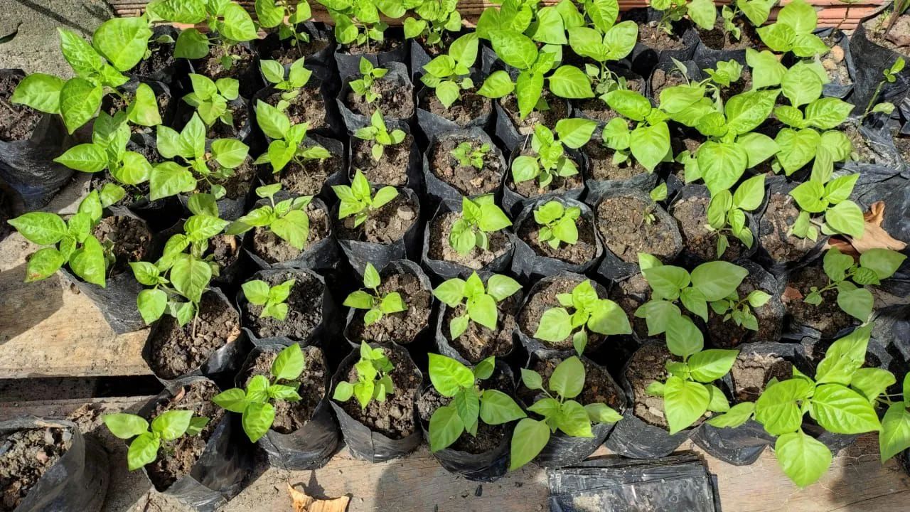 Não entrego  - Foto 4