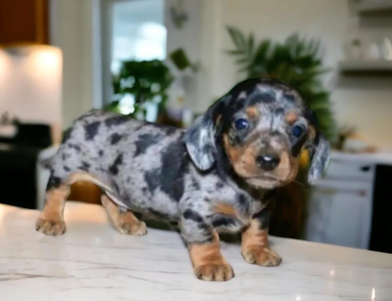 Basset Mini Filhotes Dachshund Alerquim Raríssimos