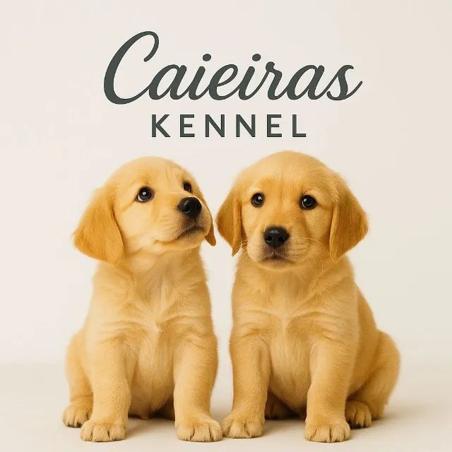 ?O sorriso dourado do Caieiras Kennel chegou ? disponível pra entrega imediata!?