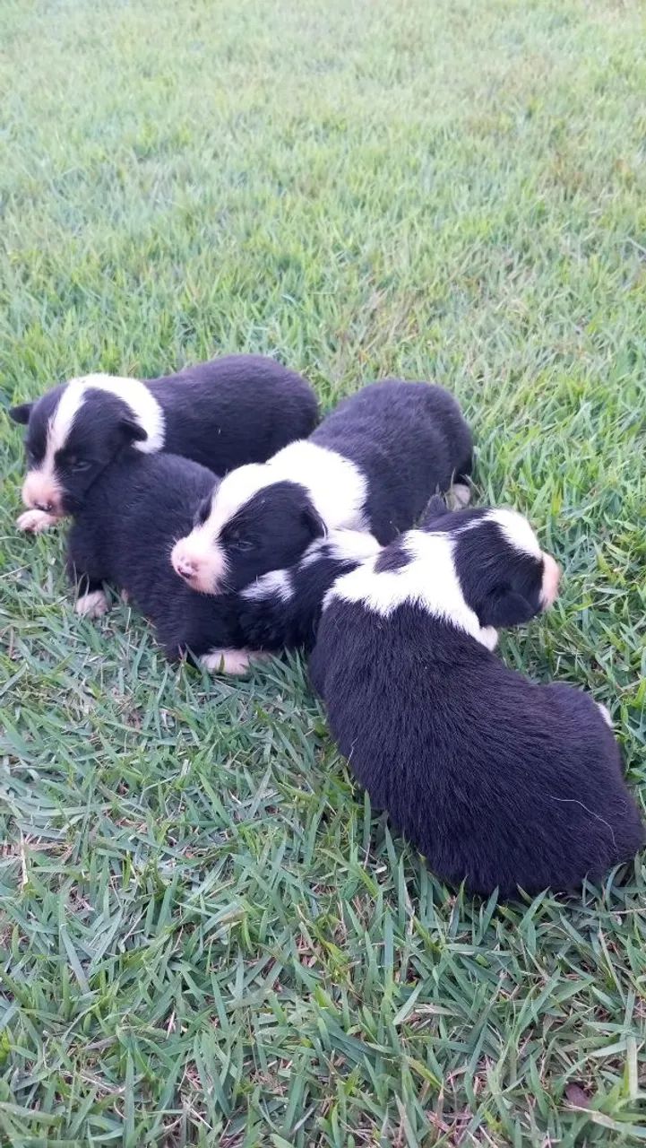 Filhotes Border Collie - Lindos!