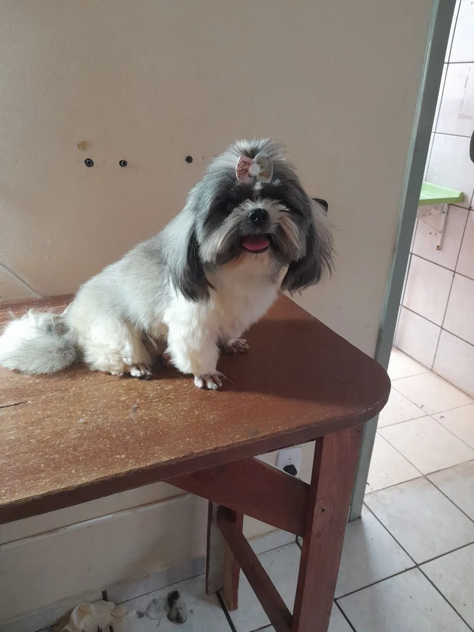 Shih Tzu filhote para adoção