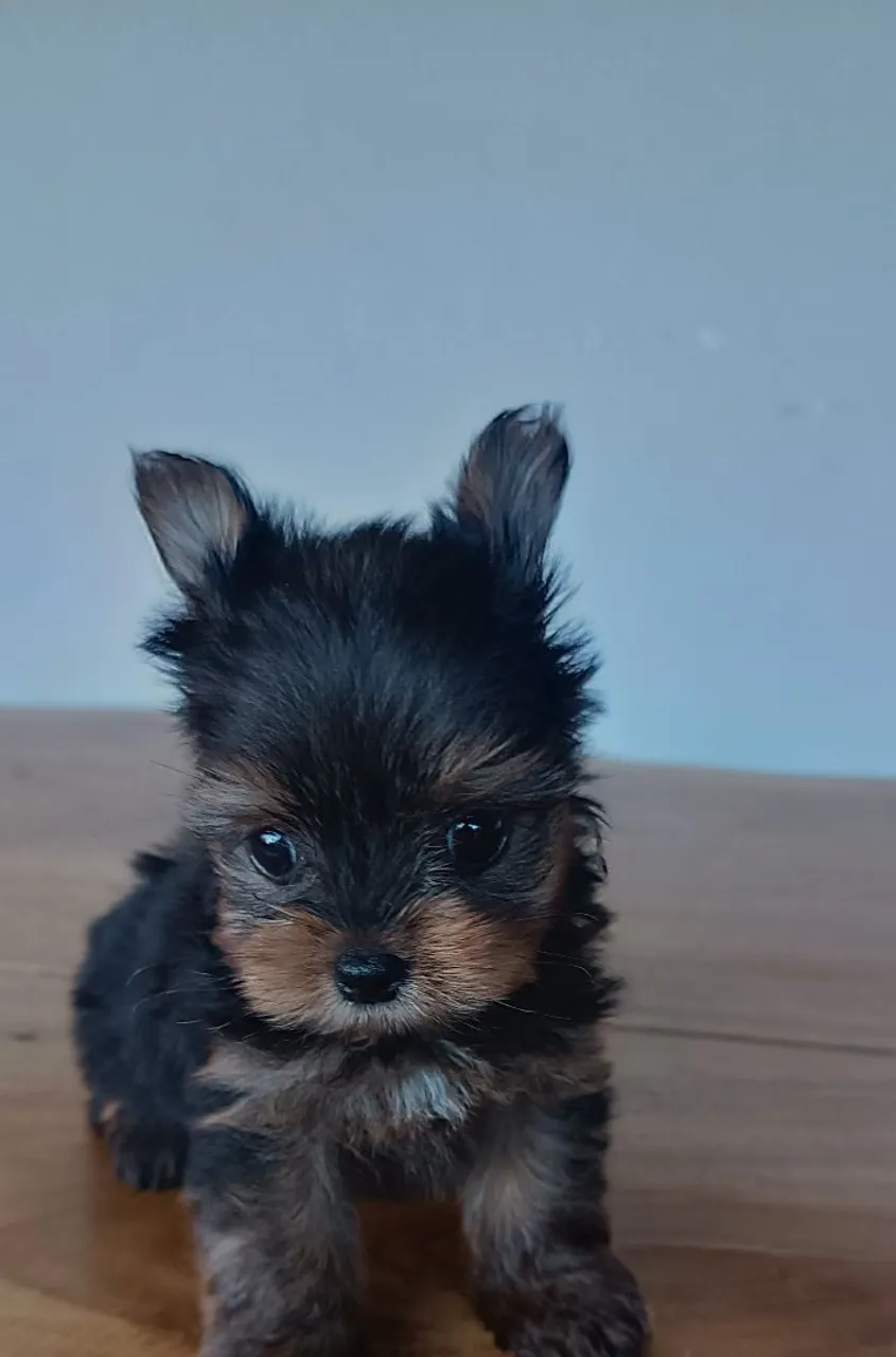 Yorkshire Terrier mini com pedigree