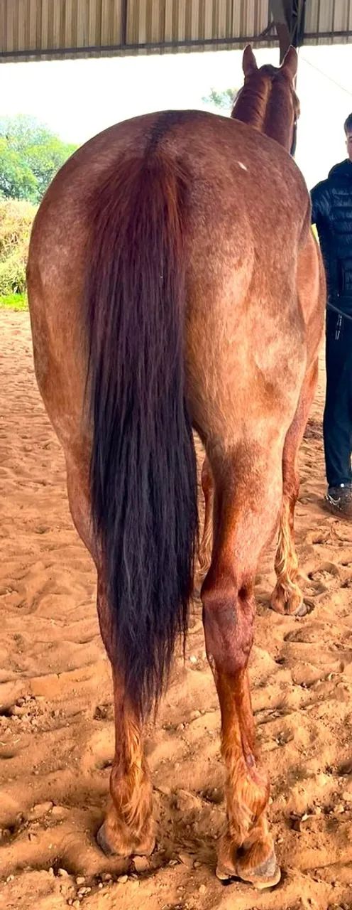 QM Macho Castrado 6 anos - Foto 6