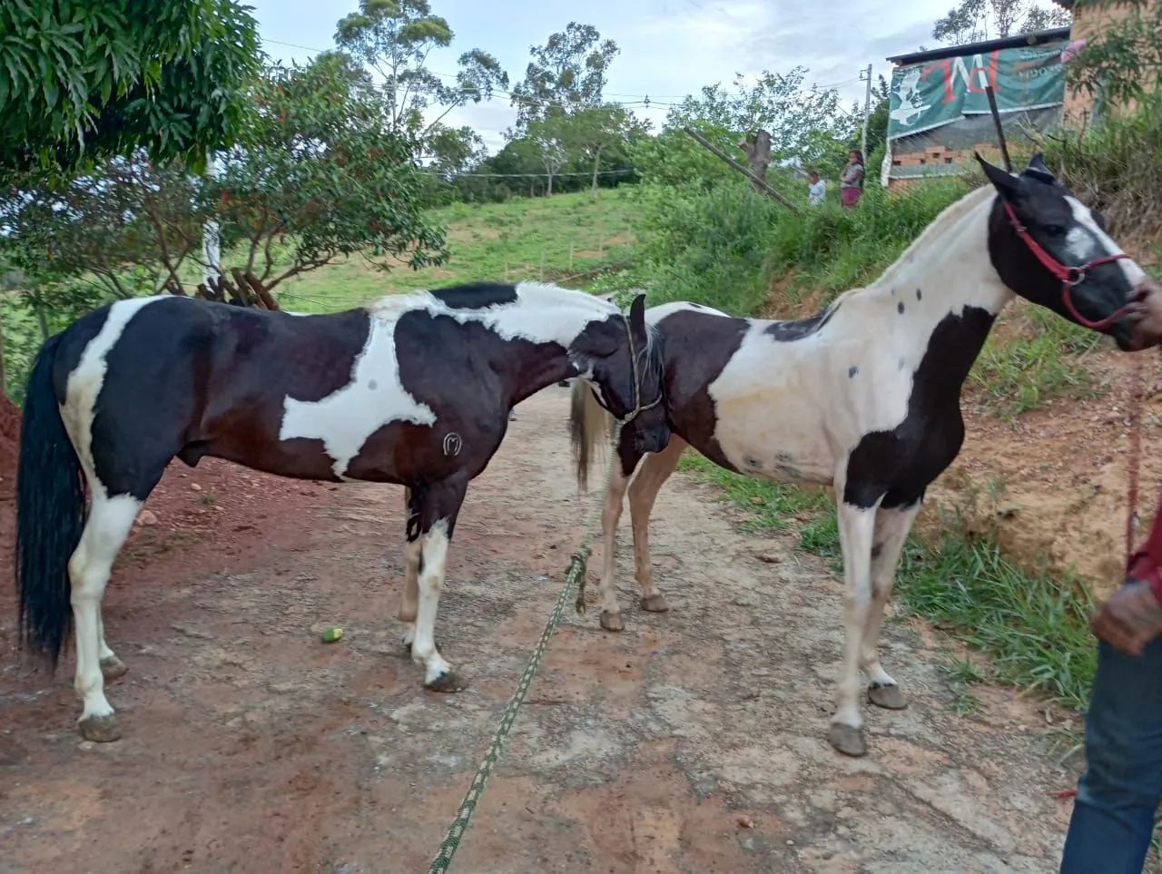 Potro mangalarga pampa de preto  - Foto 5